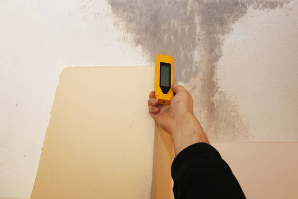 Best Residential Mold Inspection & Testing  in Mallory, WV