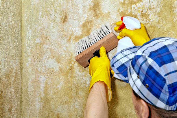 Best Environmental Consulting for Mold Prevention  in Mallory, WV