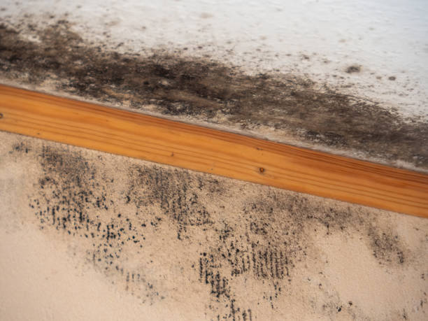 Best Indoor Air Quality Assessment  in Mallory, WV