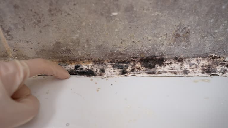 Best Mold-Related Health Consultation  in Mallory, WV